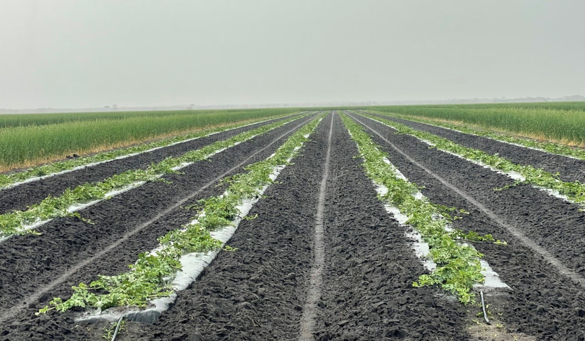 POLYON® Controlled-Release Fertilizer Produces Watermelons