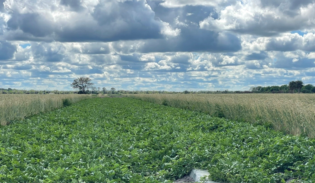 POLYON® Controlled-Release Fertilizer Produces Watermelons