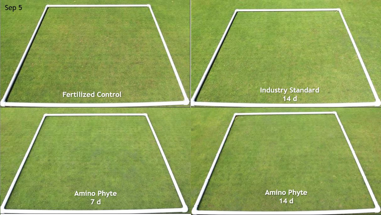 Figure 1:  Percent recovery (cumulative) from aerification among treatments on a Poa annua putting green (left). Visual representation of turf quality across treatments near the end of the study in early September after recovery from aerification (right). Means followed by different letters are statistically different (P<0.05).