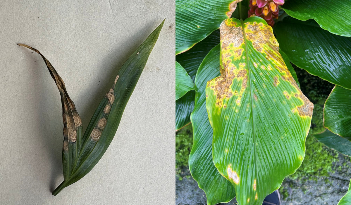 End of Summer Plant Diseases to Watch Out For