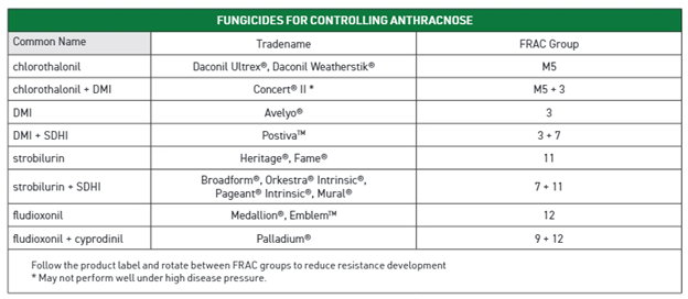 End of Summer Plant Diseases to Watch Out For