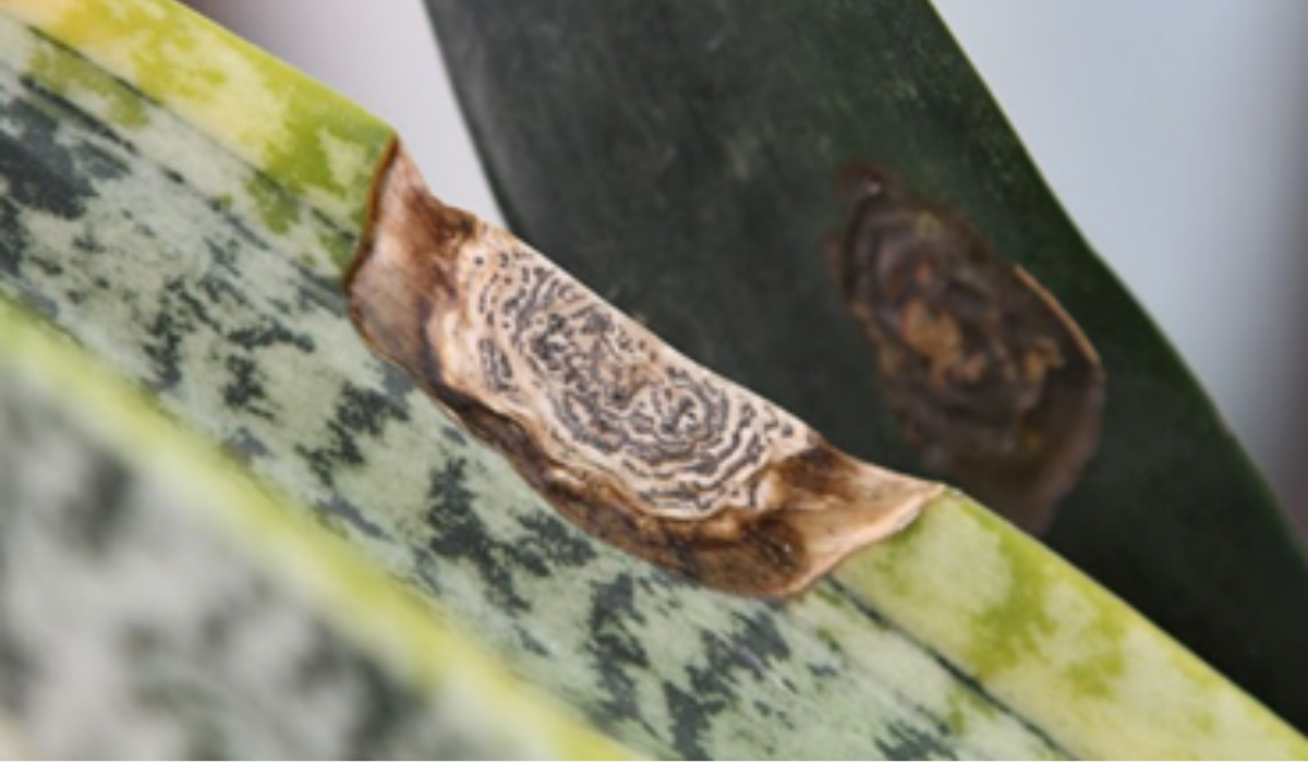End of Summer Plant Diseases to Watch Out For