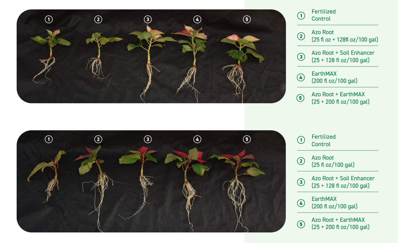 Azo Root and EarthMAX Show Impressive Results in Poinsettia Rooting and Growth