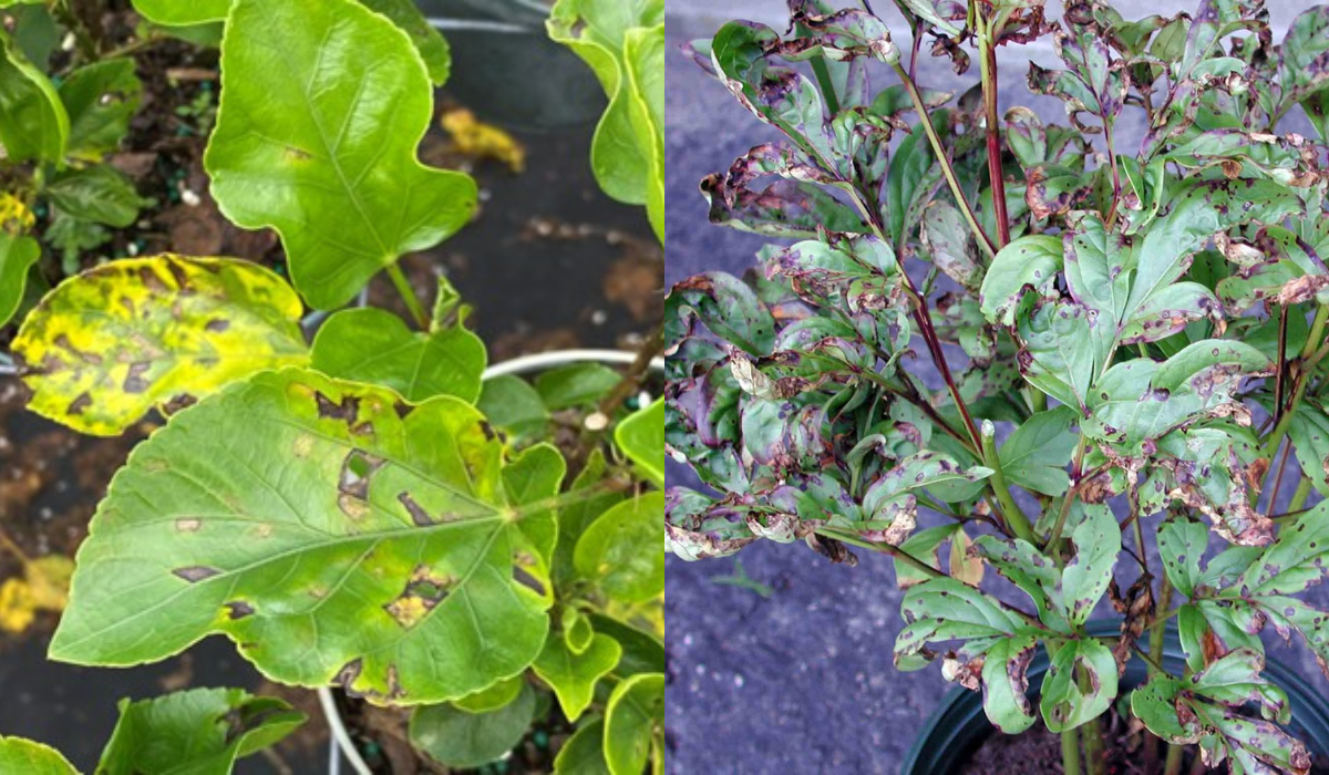 End of Summer Plant Diseases to Watch Out For