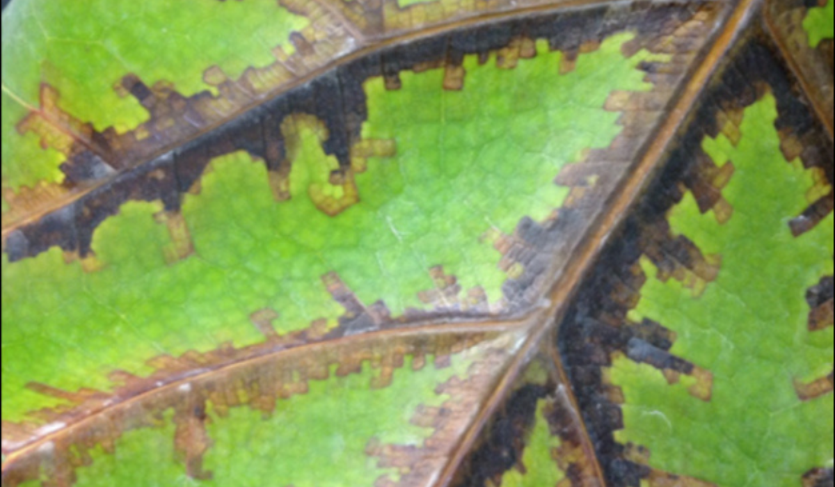 End of Summer Plant Diseases to Watch Out For