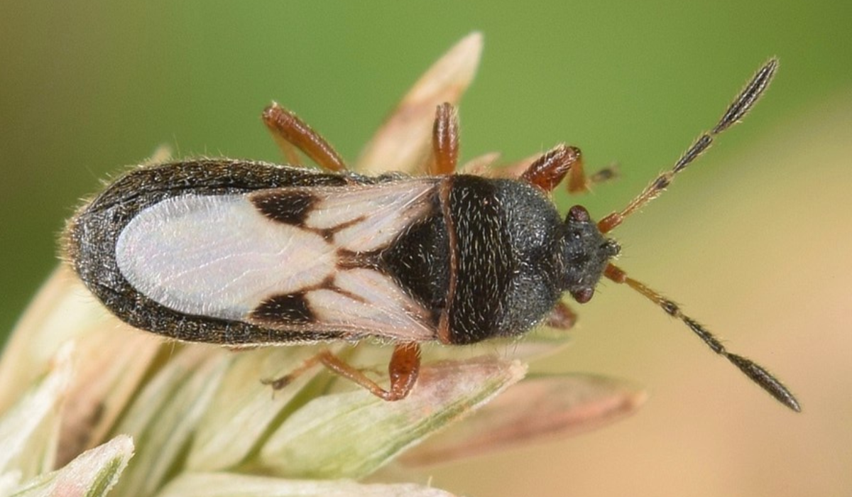 Spring Insect Pests: Chinch Bugs, Grubs, Mole Crickets, and Ants in Turfgrass