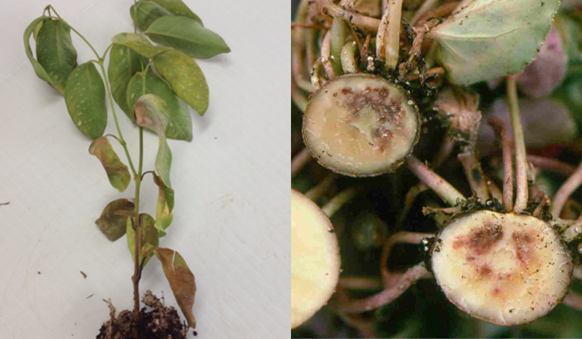 End of Summer Plant Diseases to Watch Out For
