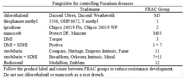 End of Summer Plant Diseases to Watch Out For