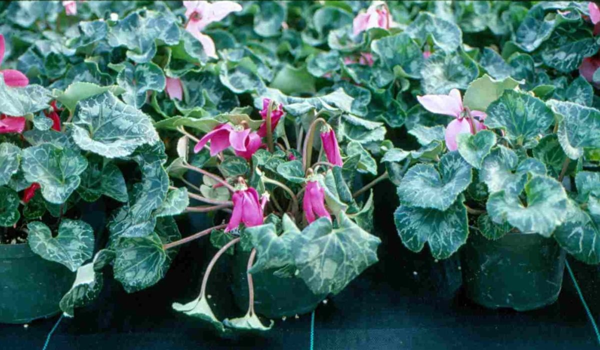 End of Summer Plant Diseases to Watch Out For