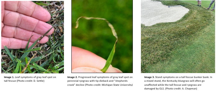 Agronomic Alert - Gray Leaf Spot Early Arrival in the North?