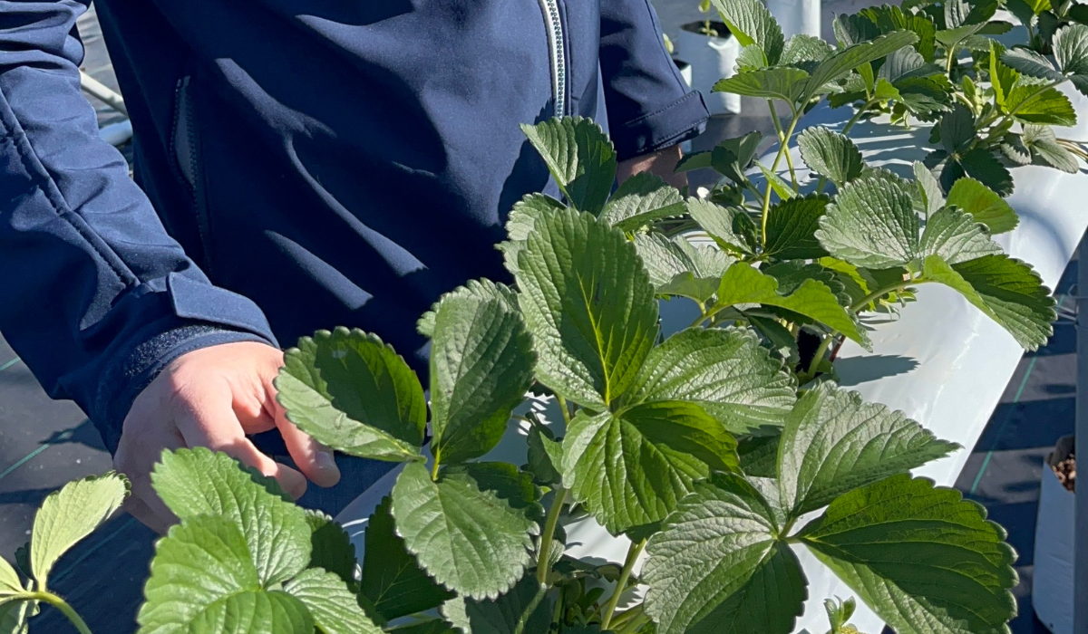 Meet Dr. Tom Reed - Harrell's Spec Ag Director of Agronomy