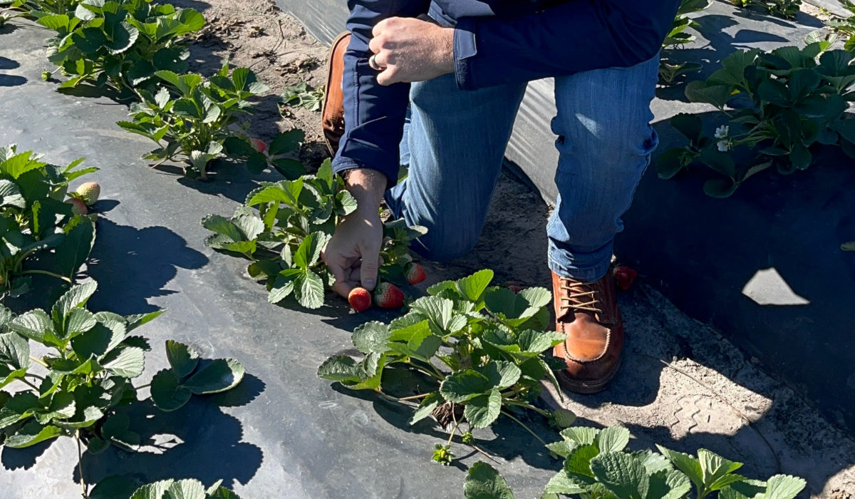 Meet Dr. Tom Reed - Harrell's Spec Ag Director of Agronomy