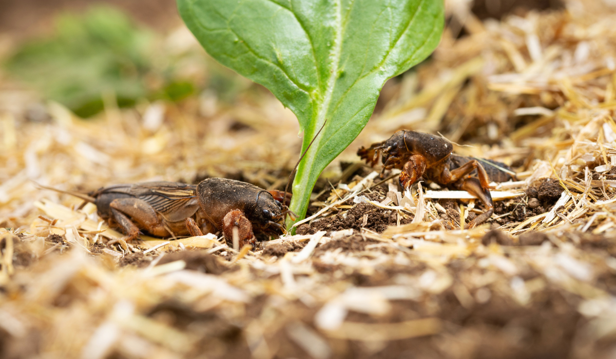 Spring Insect Pests: Chinch Bugs, Grubs, Mole Crickets, and Ants in Turfgrass
