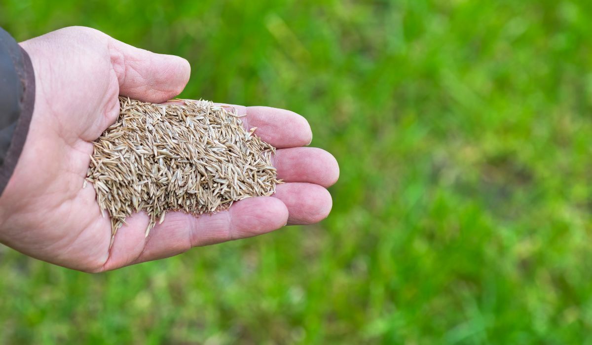 Overseeding for Success: Choosing and Caring for the Right Seed