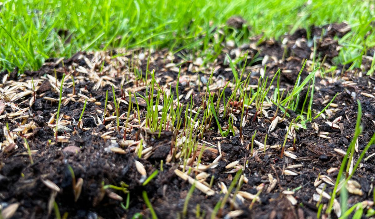 Overseeding for Success: Choosing and Caring for the Right Seed