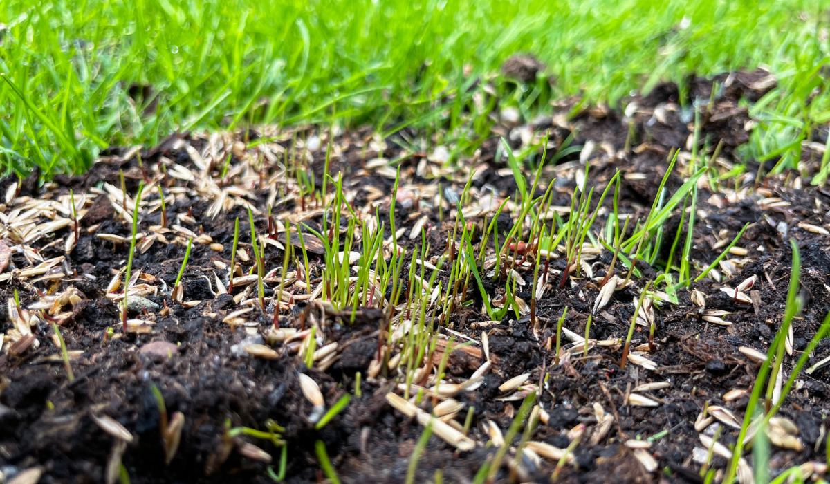 Important Tips for Lawncare Fall Overseed