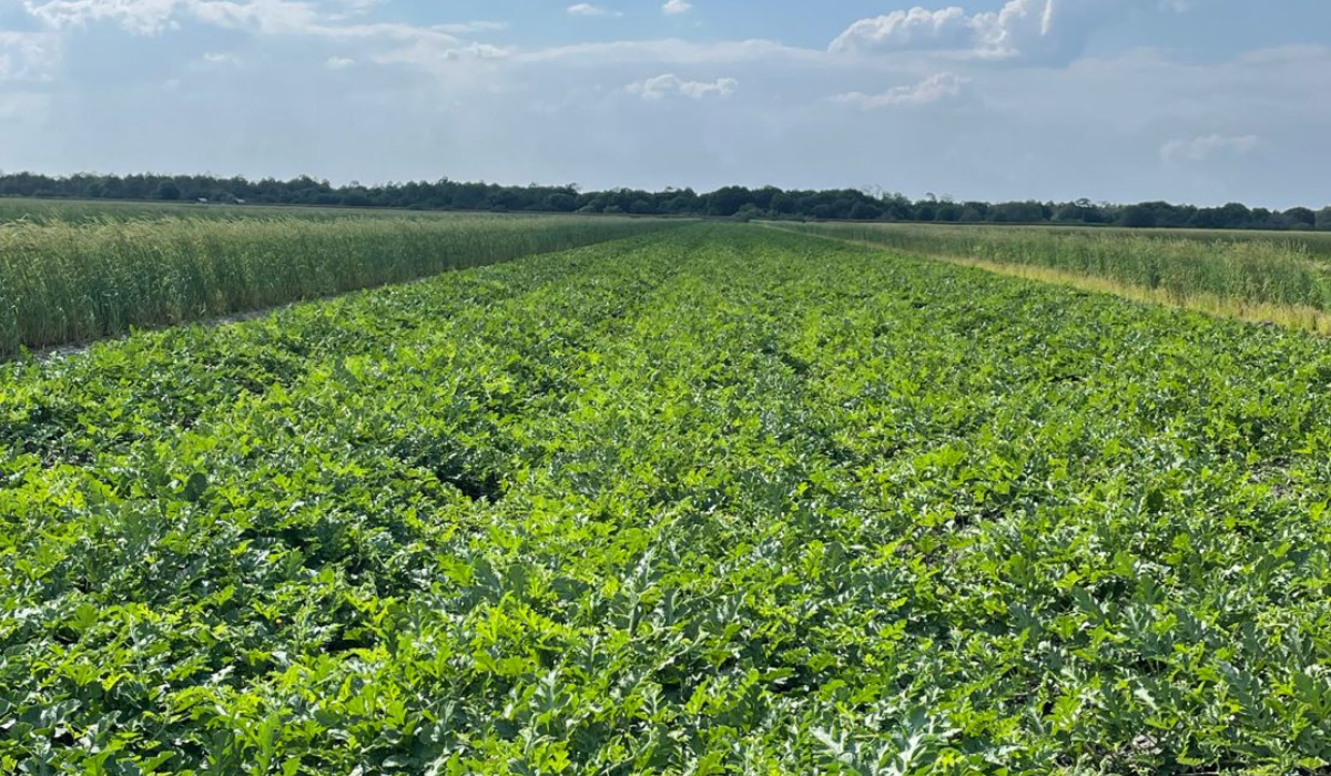 Weatherproof Nutrition: How POLYON® Helps Florida Watermelon Growers Protect Their Yields
