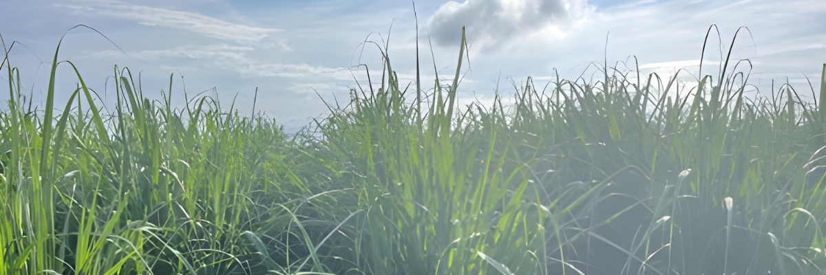 POLYON® - Louisiana Sugarcane Trial Reduced N Rates