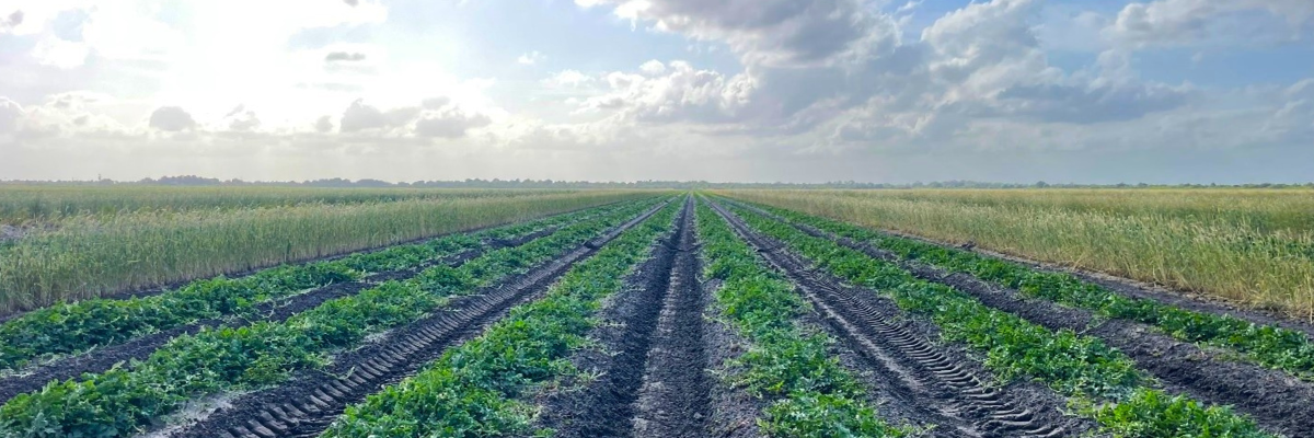 POLYON® Controlled-Release Fertilizer Produces Watermelons
