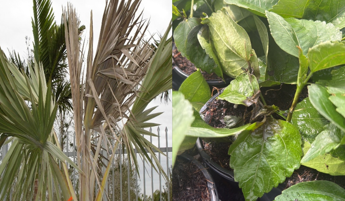 End of Summer Plant Diseases to Watch Out For