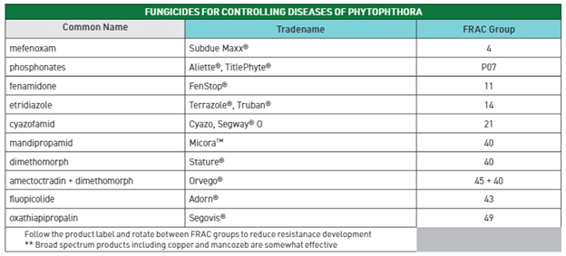End of Summer Plant Diseases to Watch Out For