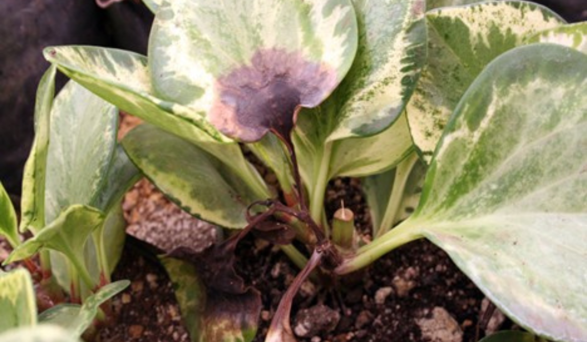 End of Summer Plant Diseases to Watch Out For