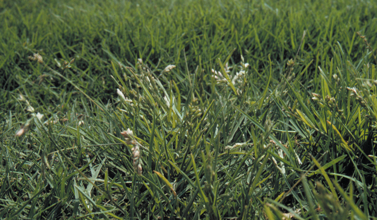 Effective Strategies for Managing <em>Poa annua</em> in Lawns