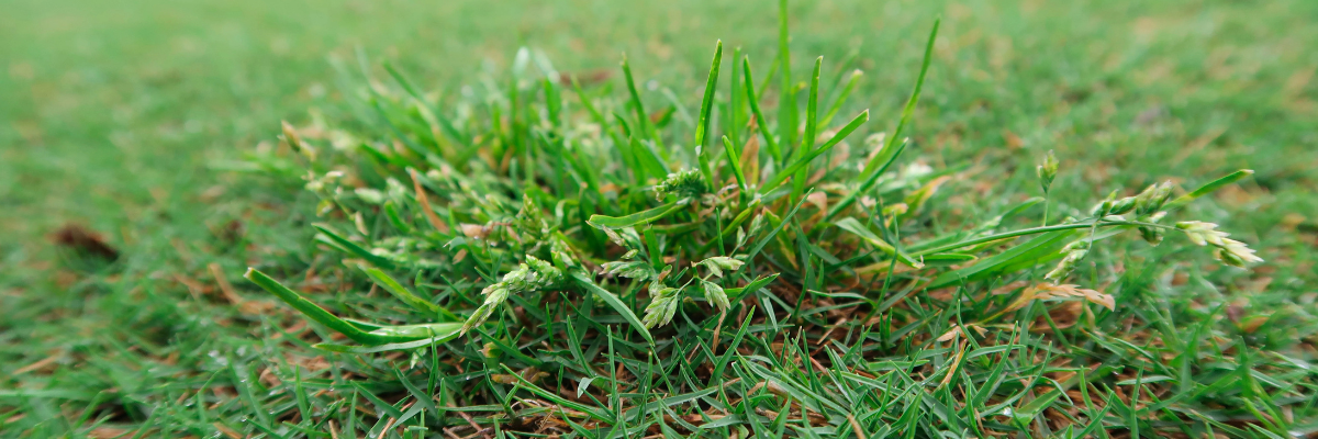 Effective Strategies for Managing <em>Poa annua</em> in Lawns