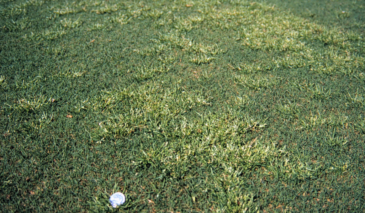 Effective Strategies for Managing <em>Poa annua</em> in Lawns