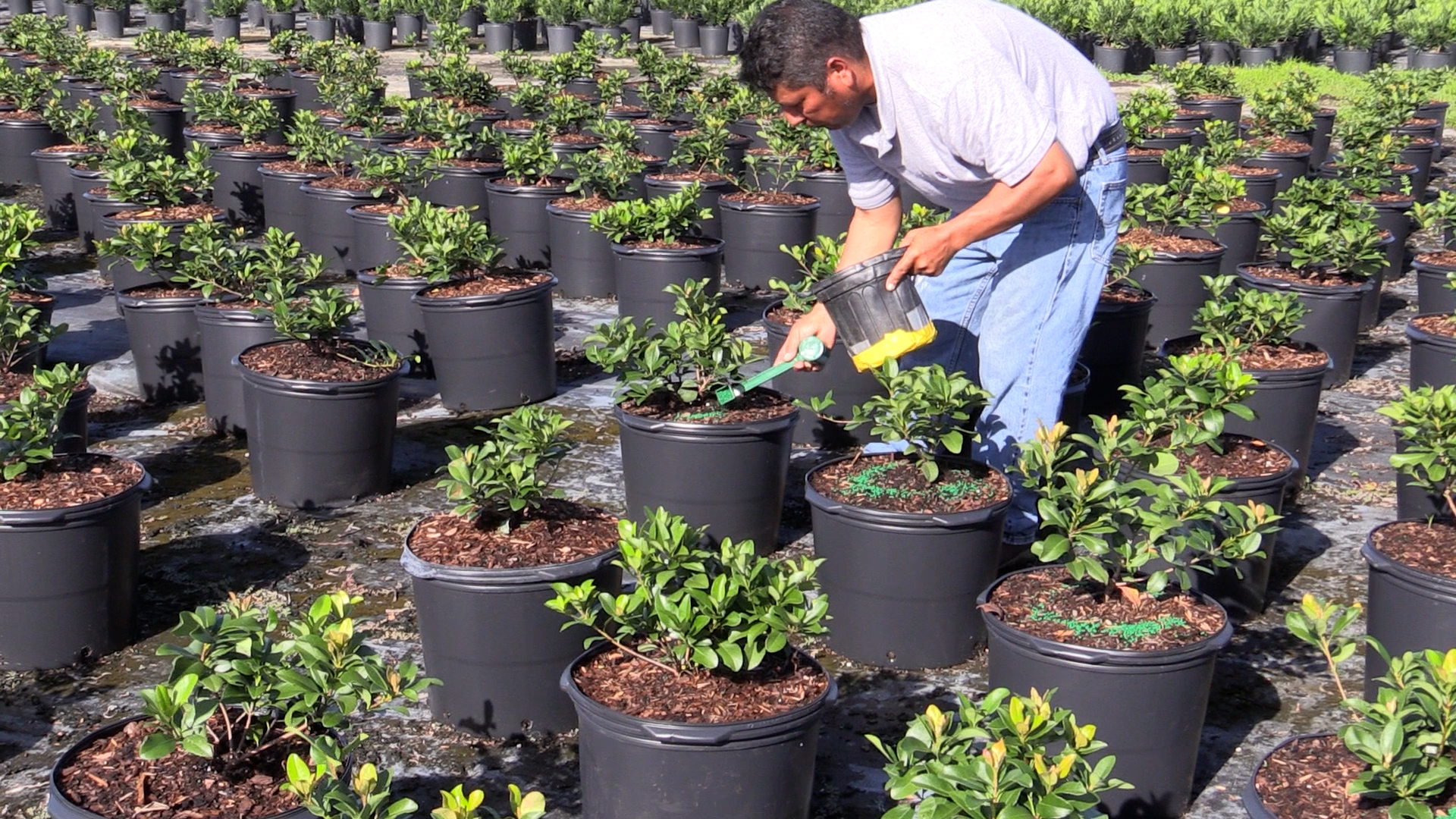 How Does POLYON® Controlled-Release Fertilizer Work?
