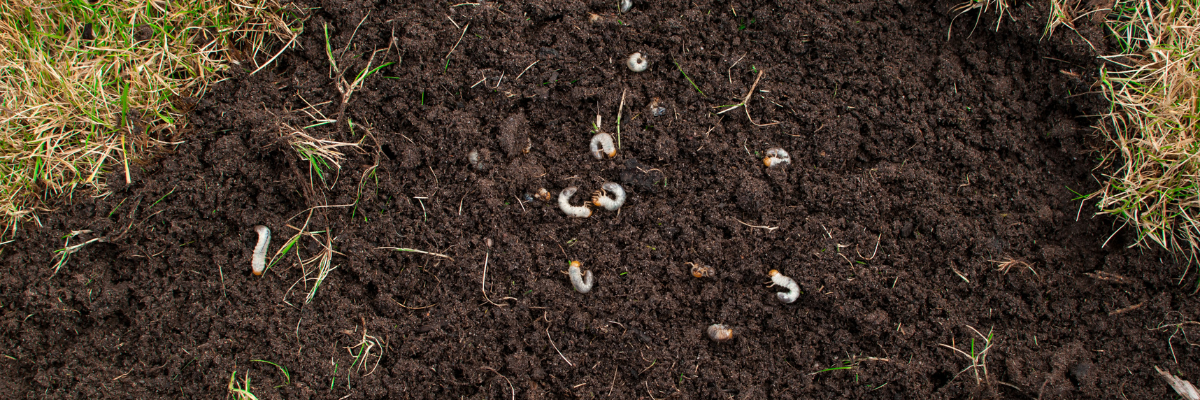 Spring Insect Pests: Chinch Bugs, Grubs, Mole Crickets, and Ants in Turfgrass