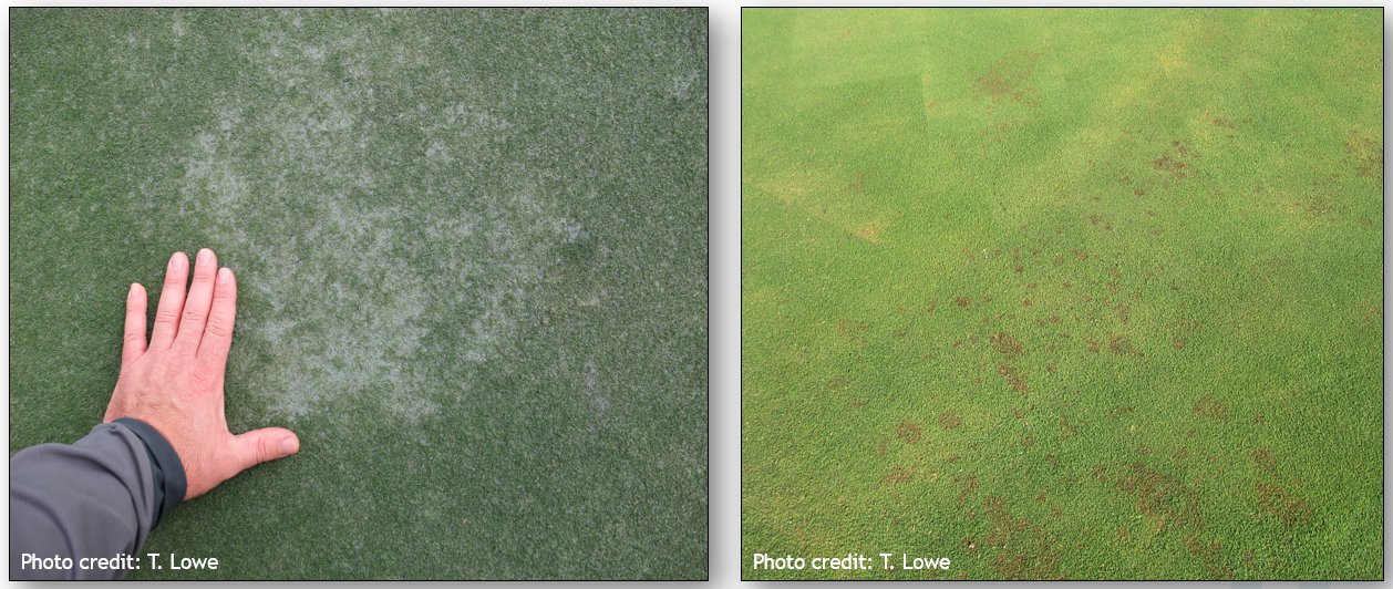 Top 4 Winter Diseases to Watch Out For