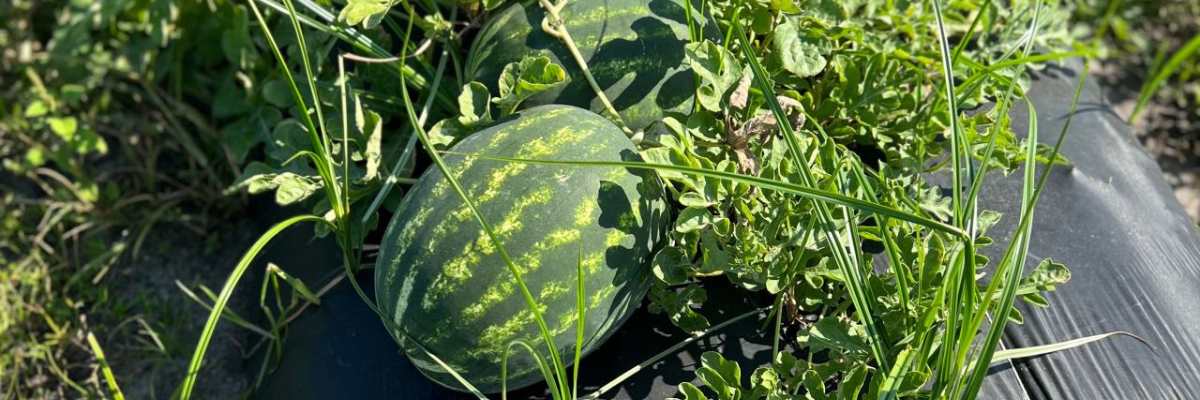 2023 POLYON® Watermelon North Florida Grower Trials