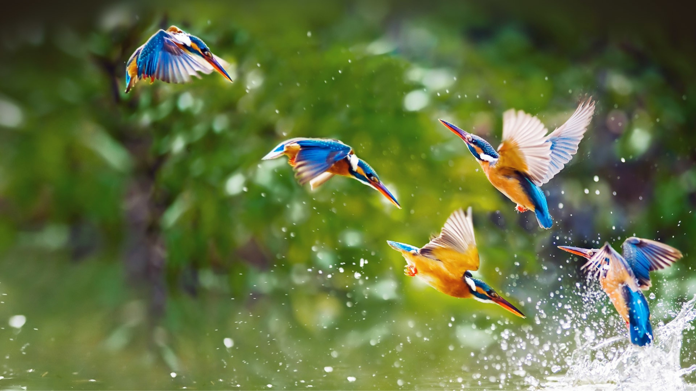 Bird Watching