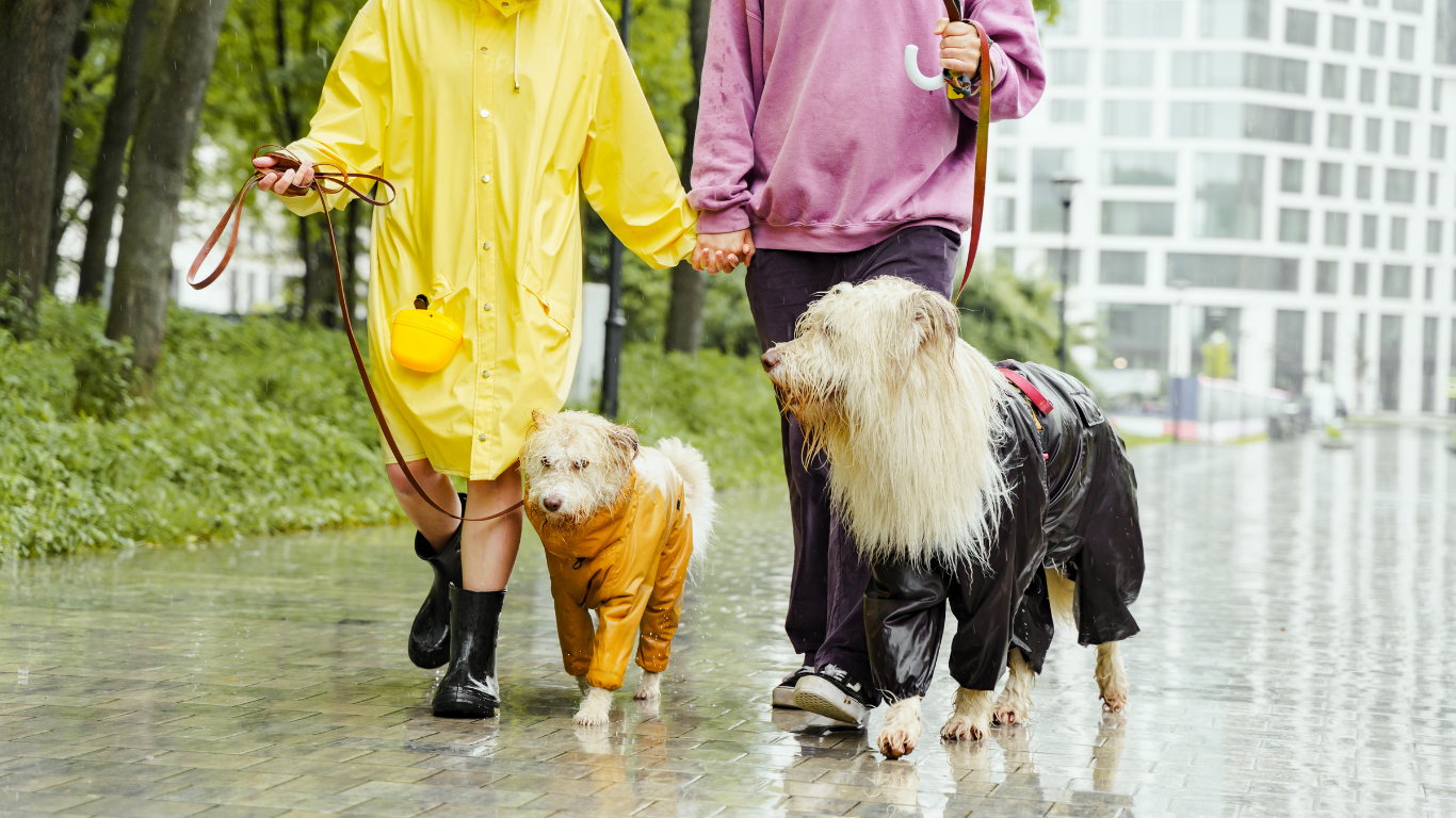 Rainy Day at the Park