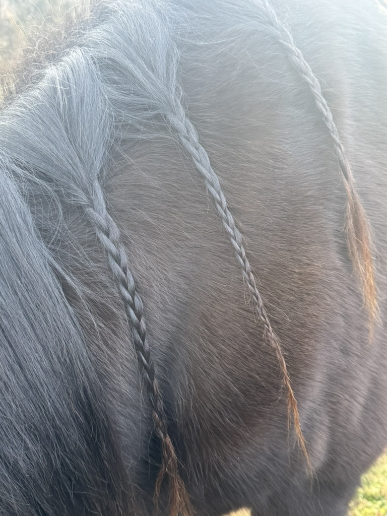Horse braid