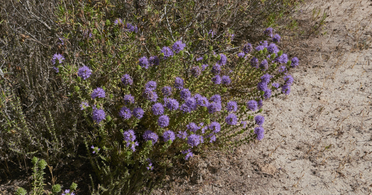 Origanum oil (extractive) (Thymus capitatus L. Hoffmanns & Link) The