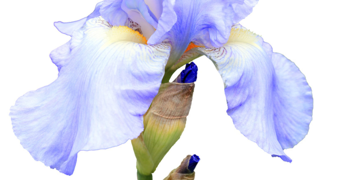 Orris absolute (Iris pallida) The Fragrance Conservatory