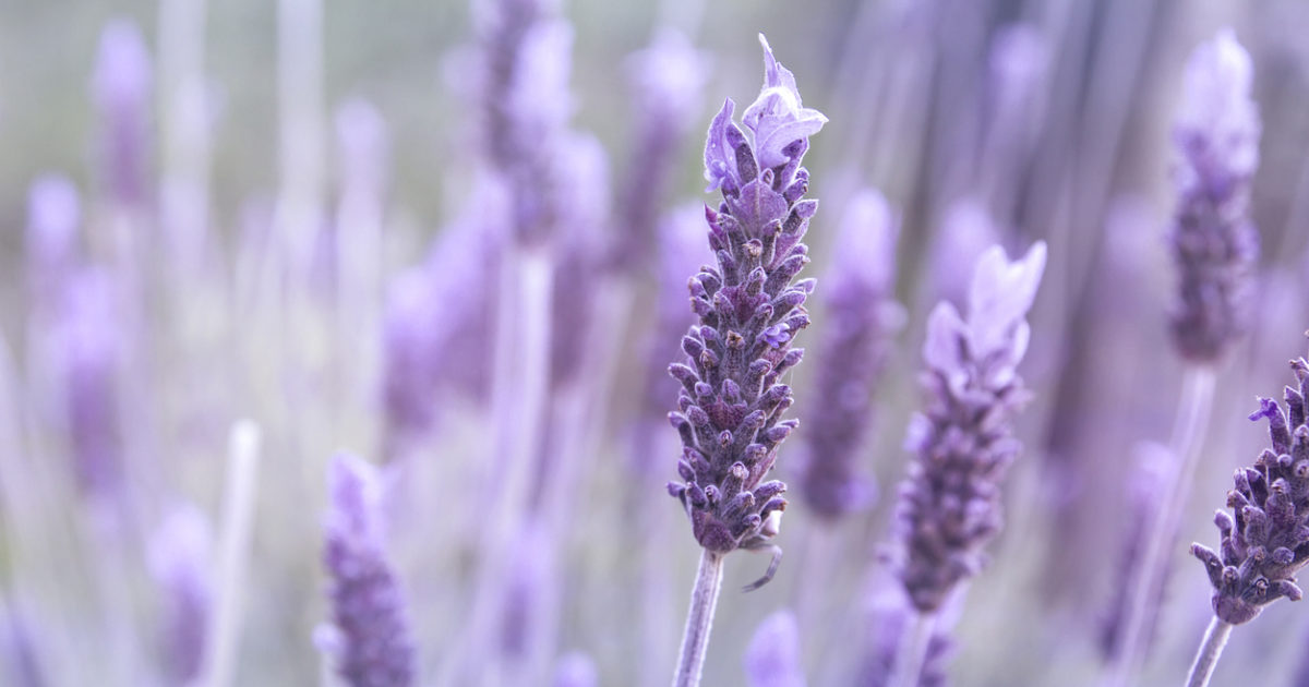 Ethyl linalool The Fragrance Conservatory
