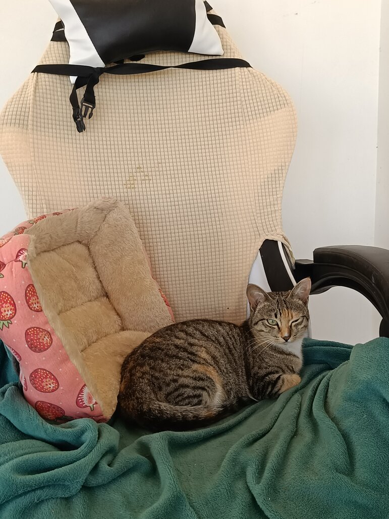 Chonky Little the - Photo 1