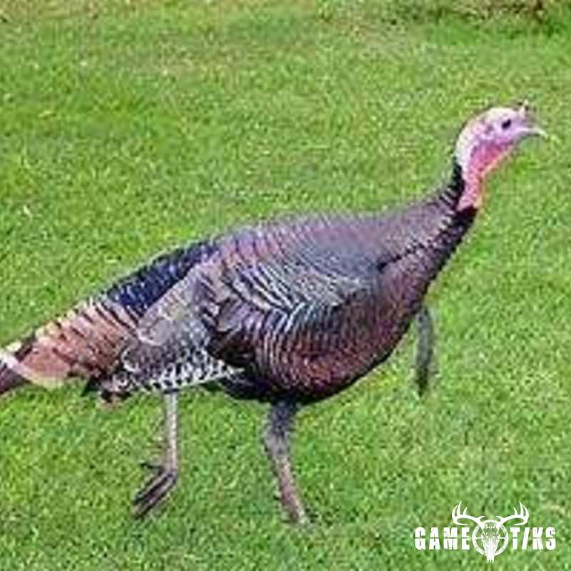 turkey harvest by Greg Stearns