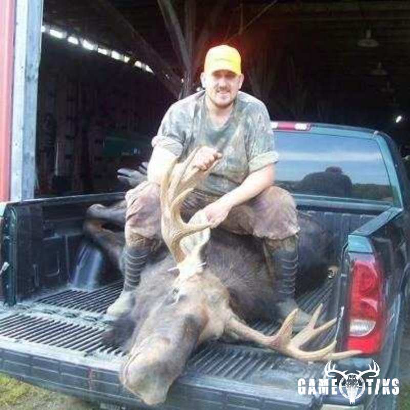 moose