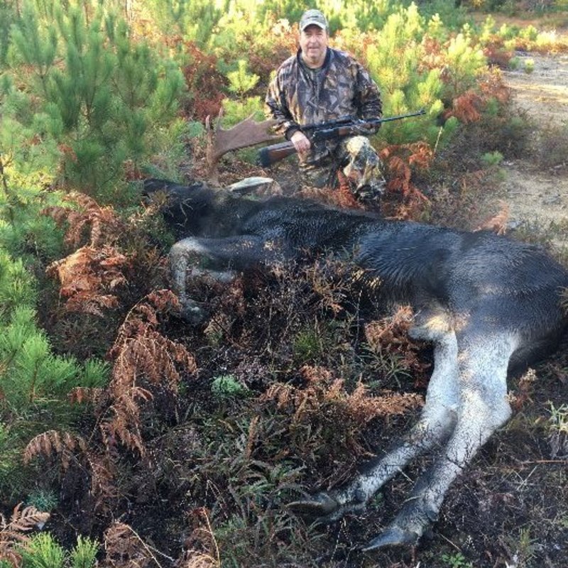 moose harvest by Randy Harmon