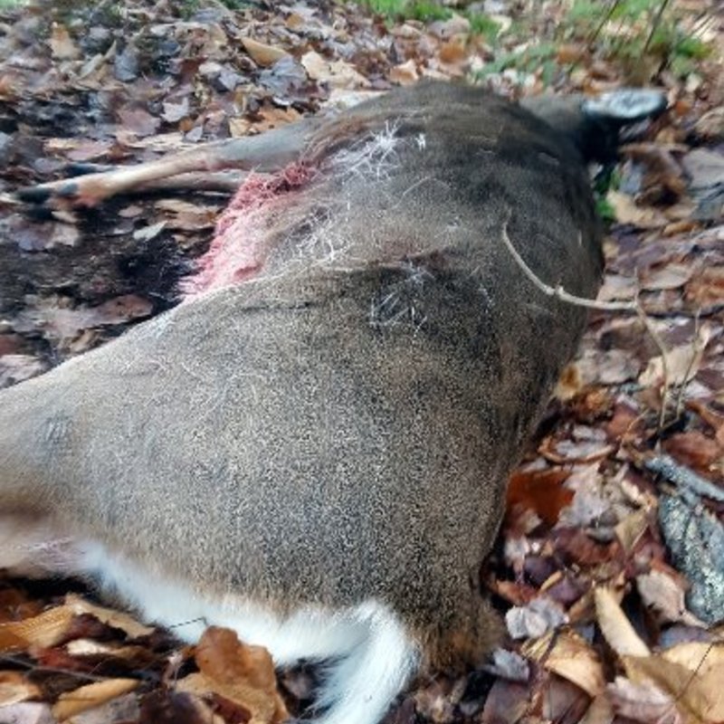 deer harvest by Robert Demchak