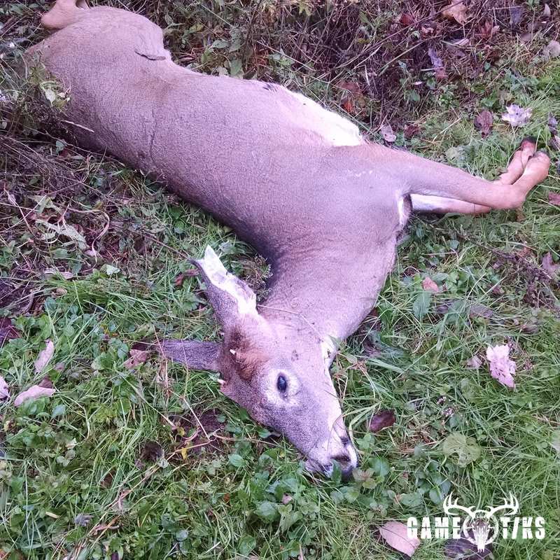 deer harvest by Dean Jackson
