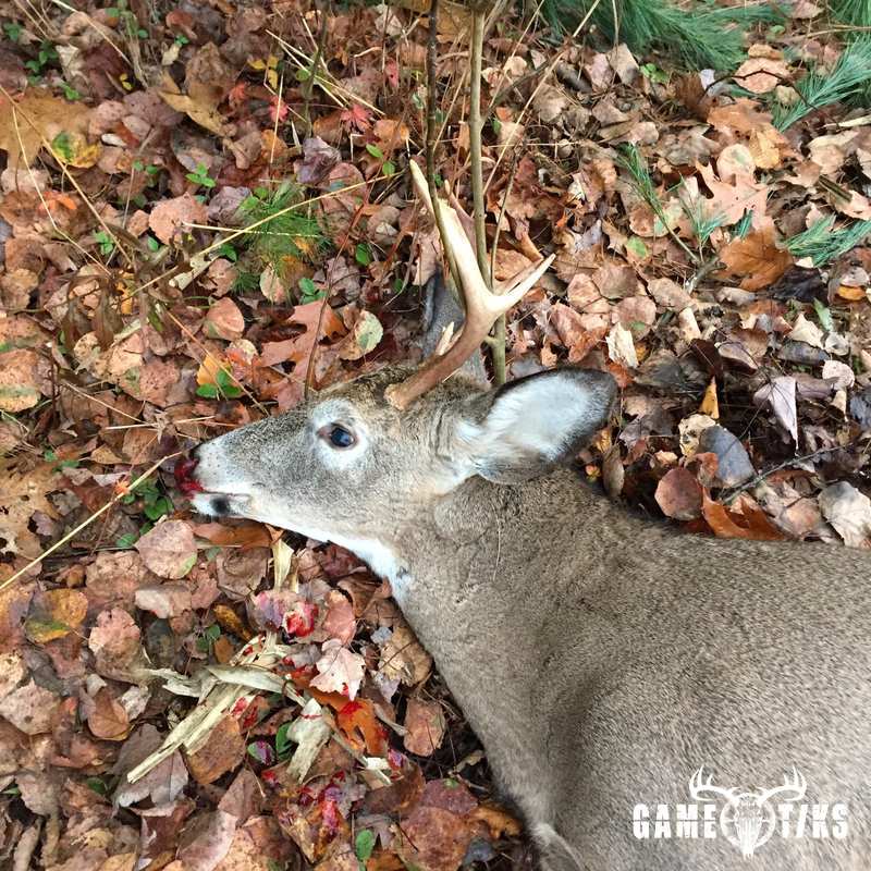 deer harvest by Tammy Turner