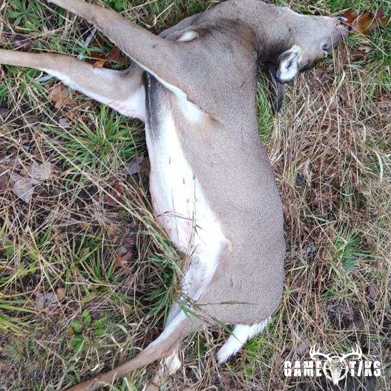 deer harvest by Greg Stearns