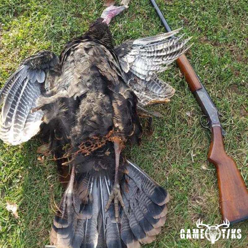 turkey harvest by Greg Stearns