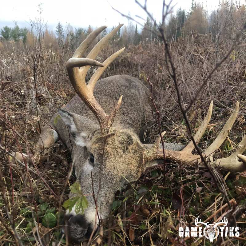 deer harvest by Connor Whelan