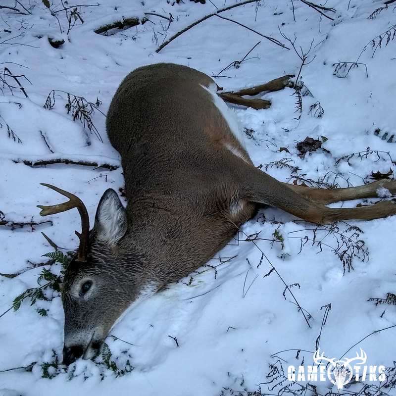 deer harvest by Jeff Cash